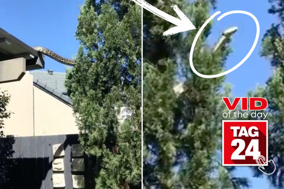 Viral Video of the Day for August 31, 2023: Giant snake slithering across roof has TikTok shook