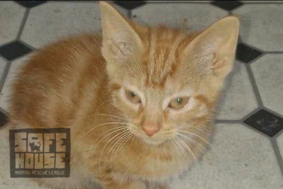 The two cats were returned to the shelter from which they were rescued nine years ago.