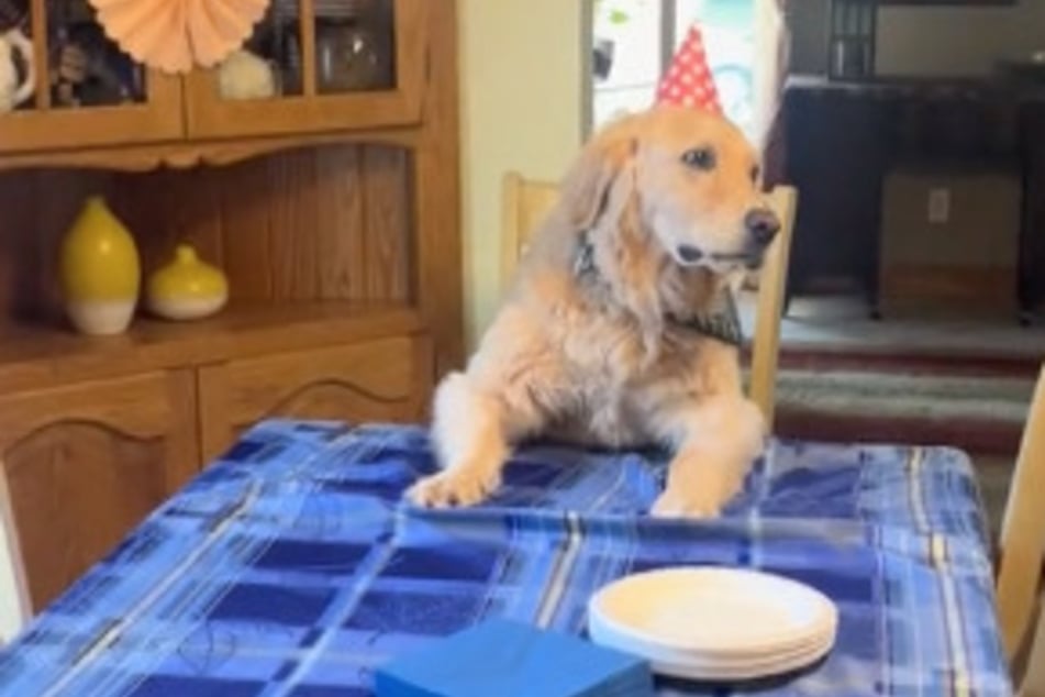 Every year, Hatch the Golden Retriever dog enjoys a birthday party.