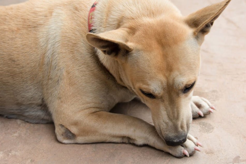 Why is my dog constantly licking its paws? Here's why it can be dangerous
