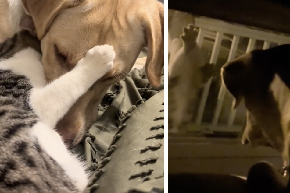 The dog and cat immediately started cuddling once they finally got to meet.