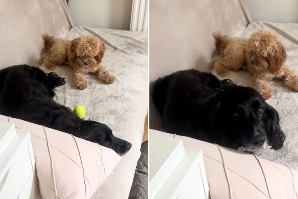 Juno tried to play fetch with Lola – to no avail.