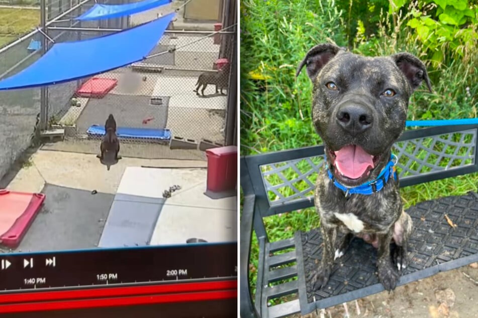 Rescue dog nails dazzling athletic feat in viral security footage – how did he even do that?!