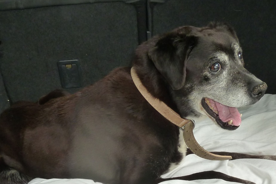 Dog surrendered for tragic reason breaks shelter workers' hearts