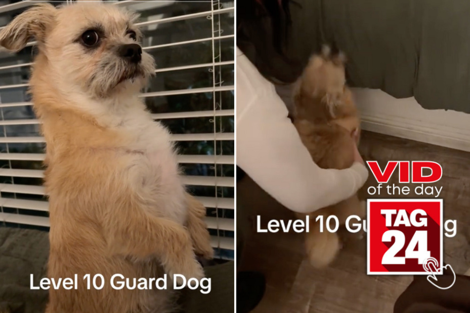 Viral Video of the Day for April 4, 2024: Pup rightfully earns spot as No. 1 guard dog on TikTok!
