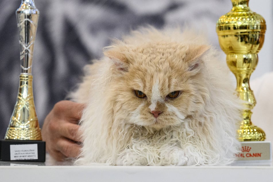 The Selkirk Rex is an often overlooked but endlessly sweet kitty.
