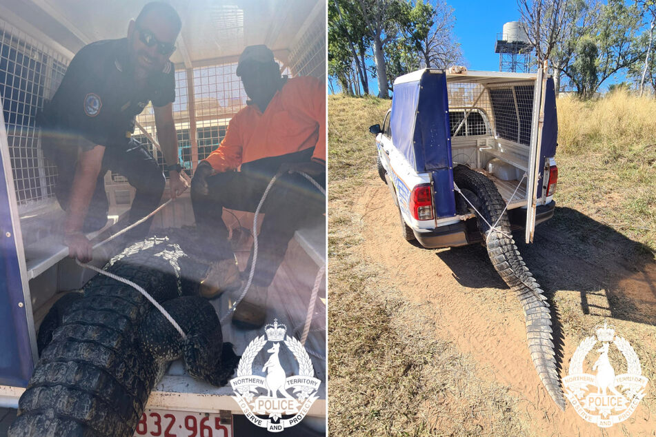 Australian crocodile meets soupy end after terrorizing pet dogs and kids