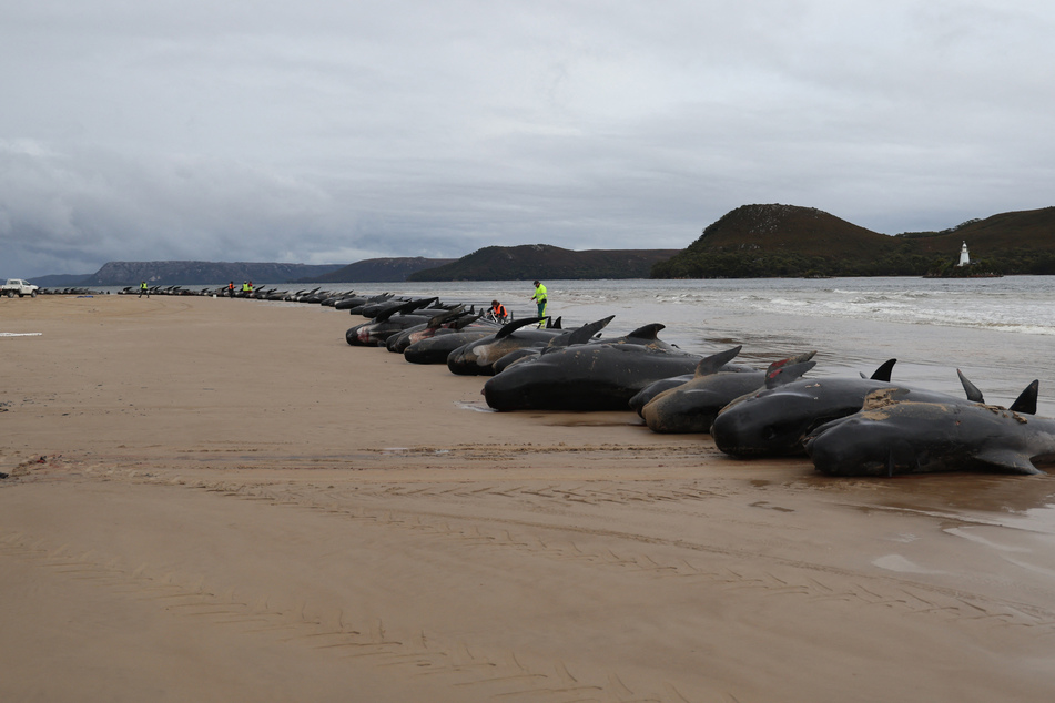 Marine biologists raced Thursday to save more than 100 pilot whales after a mass stranding on an Australian beach (file photo).