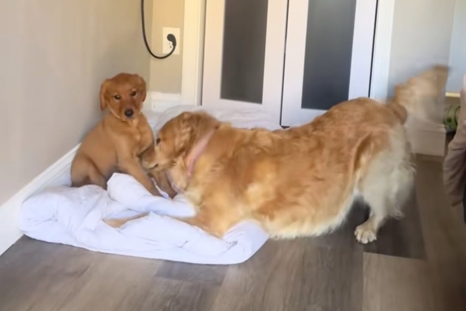 Maple (l.) turns her head to the side, seemingly hoping that Ellie will leave.