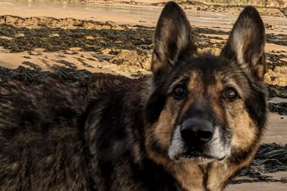 A heartbreaking farewell: Dying dog gets one last week of wishes