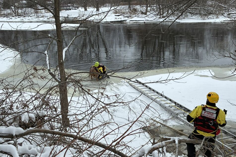 Using special equipment, the emergency services quickly managed to rescue the four-legged friend.