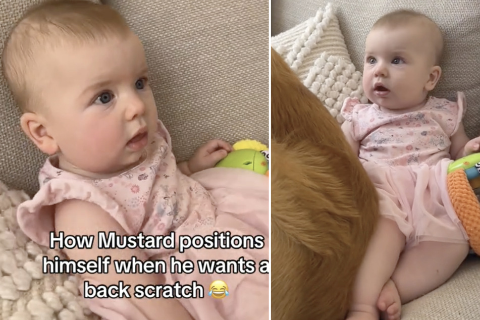 Mustard the dog and his Golden Retriever brother Honey recently got a new human sister. As a hilarious video shows, they've started training her early!