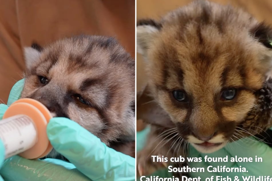 Mountain lion cubs rescued from the brink of death in California