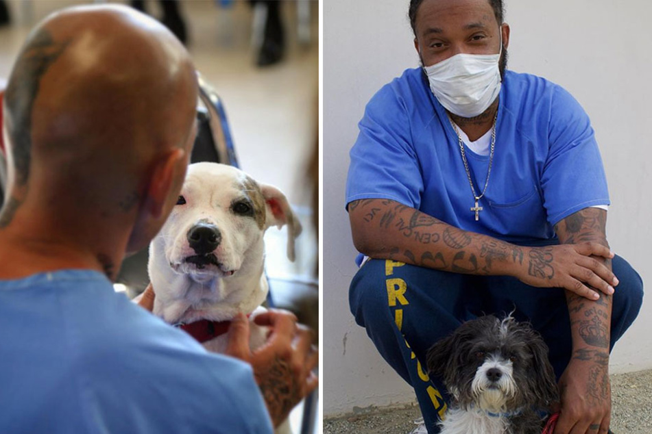 Dog rescue unites high-risk shelter pups with convicts for "pawsitive" change