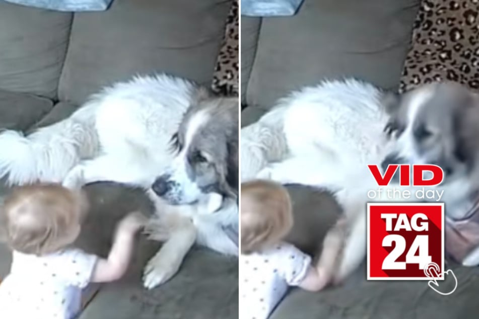 Viral Video of the Day for March 3, 2026: Giant dog accidentally knocks baby over with one paw swipe
