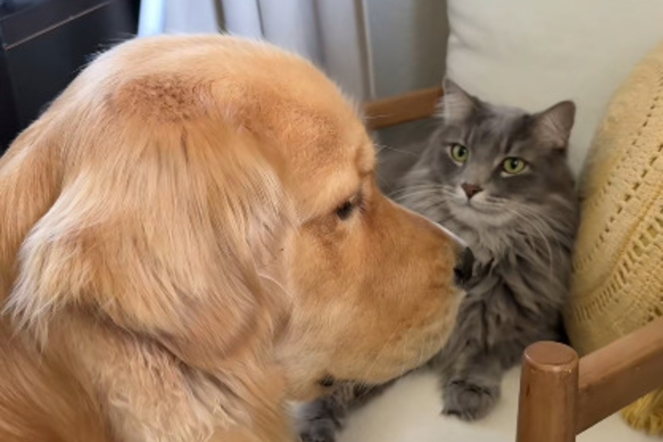 Dog somehow picked up this absurd habit from his cat sibling in hysterical clip!