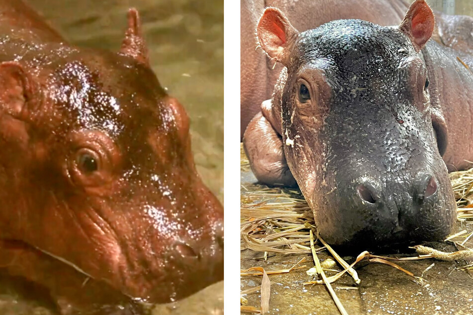 Hip-hip-hooray! Baby hippo gets a name from viral voting and the Cincinnati Zoo