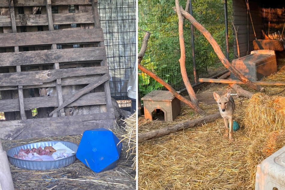 It turned out at the vet that the supposed dog was actually a coyote. After being rescued, it was nursed back to health and is slated to be released back into the wild soon.