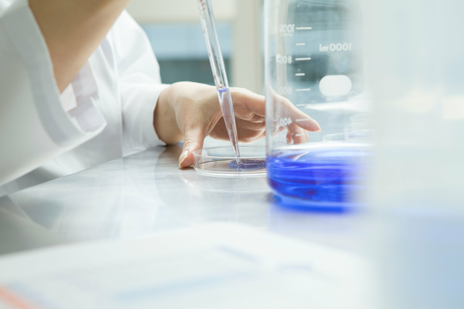 Scientists hope to obtain funding to prepare for clinical studies in humans (stock image).