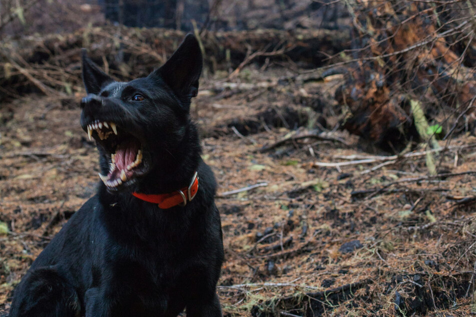 When dogs growl at you, it could be because they are angry or frustrated.