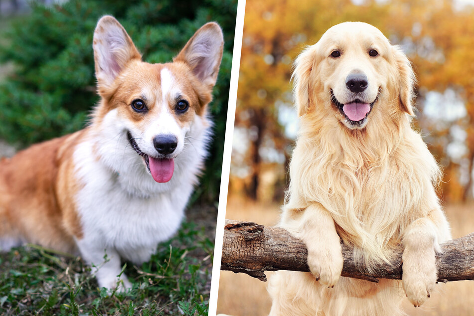 Golden Retriever and corgi mix makes for super surprising puppy!