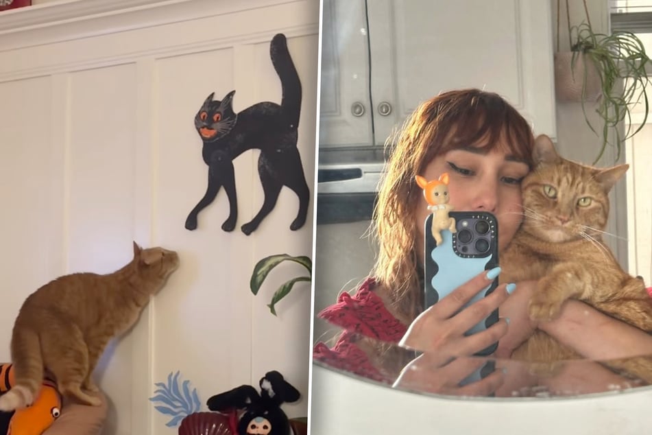 Cat bravely "defends" owner from leftover Halloween decoration in adorable viral clip