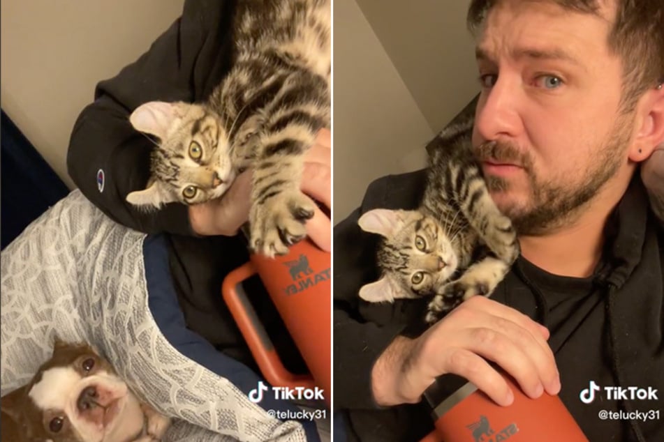 A Craigslist kitten named Kevin takes over TikToker's home: "He's a little unhinged"