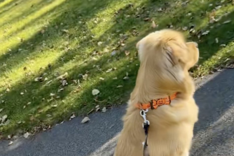 Golden retriever reacts in the same adorable way every time he sees a deer!