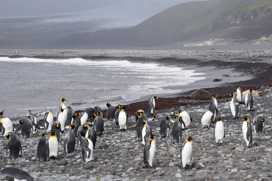 Penguin-filled island hit by Trump tariffs have no trade – but plenty of wilderness