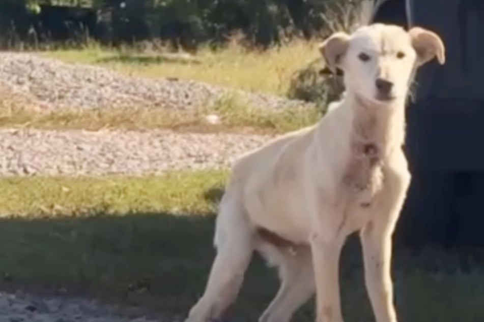 Puppy has a rough go until rescuers swoop in: "His reaction broke our hearts"