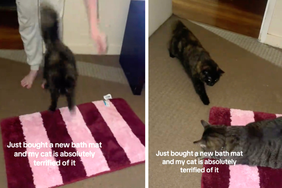 Cat has hilariously over-the-top reaction to new decor item: "My cat is absolutely terrified!"