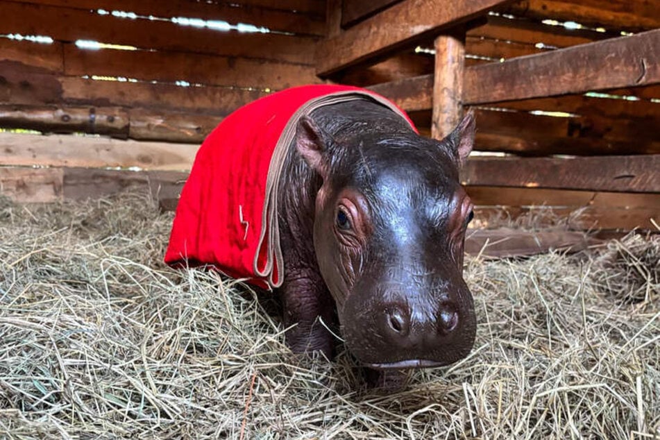 Bumpy the baby hippo was born on April 26.