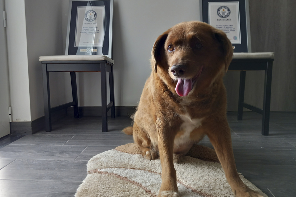 Oldest dog in the world dies: "This sweet boy earned his wings"