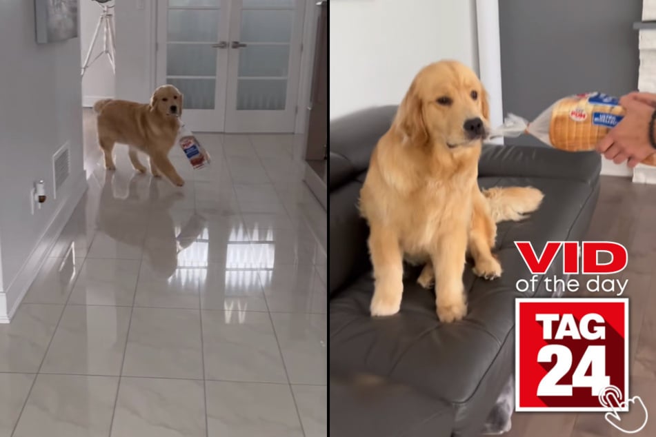 Today's Viral Video of the Day features a doggy with an appreciation for bread!