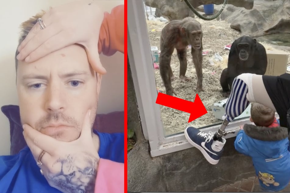 Chimpanzees shocked by zoo visitor's prosthetic leg in viral TikTok