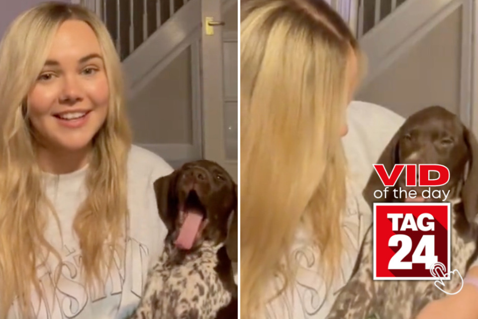 Viral Video of the Day for March 26, 2024: Pup with "ridiculous yawns" delights TikTok