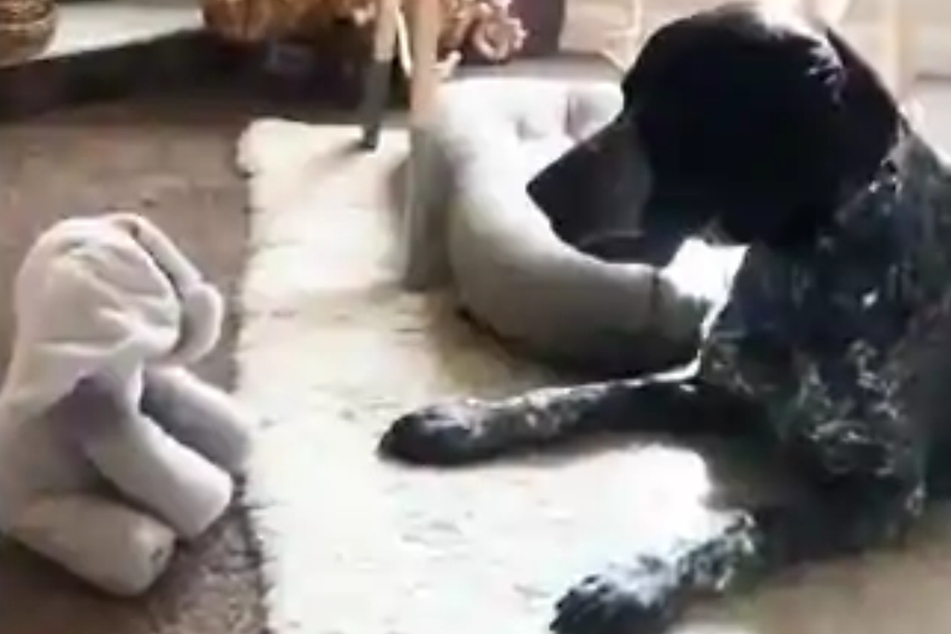 Dog's reaction to peek-a-boo toy makes thousands of Reddit users smile