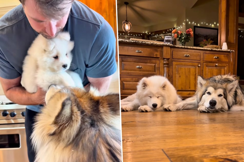 Although all the other dogs were afraid of Duke, his owners tried to bring him together with puppy girl Odesa.