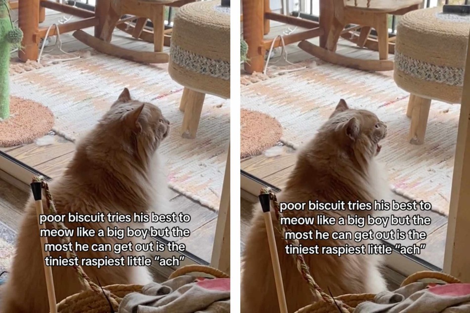 A viral TikTok video is making the rounds featuring a cat who wants more than anything to "meow like a big boy." While he doesn't quite manage it, users are rolling with laughter at his noble attempts!