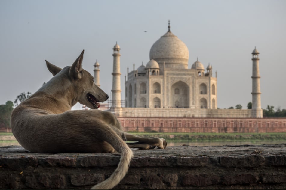 A stray dog outside the Taj Mahal in Agra, Uttar Pradesh.
