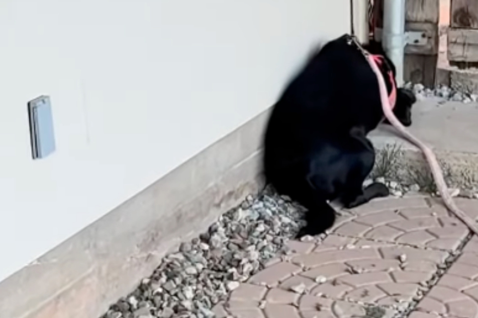 Dog tries to "disappear" into the furthest corners after tragic separation from puppies