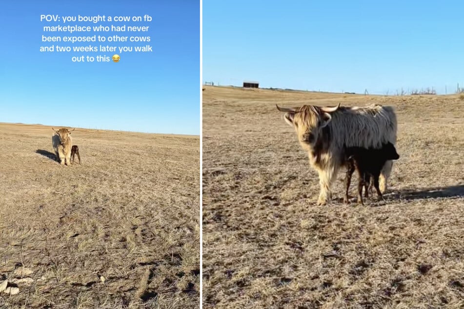 When the Webers discovered the little animal next to Fiona, they couldn't believe their eyes.