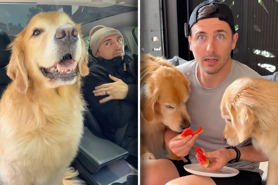 Golden retriever owner shares the hilarious ways he keeps them cool in the summer