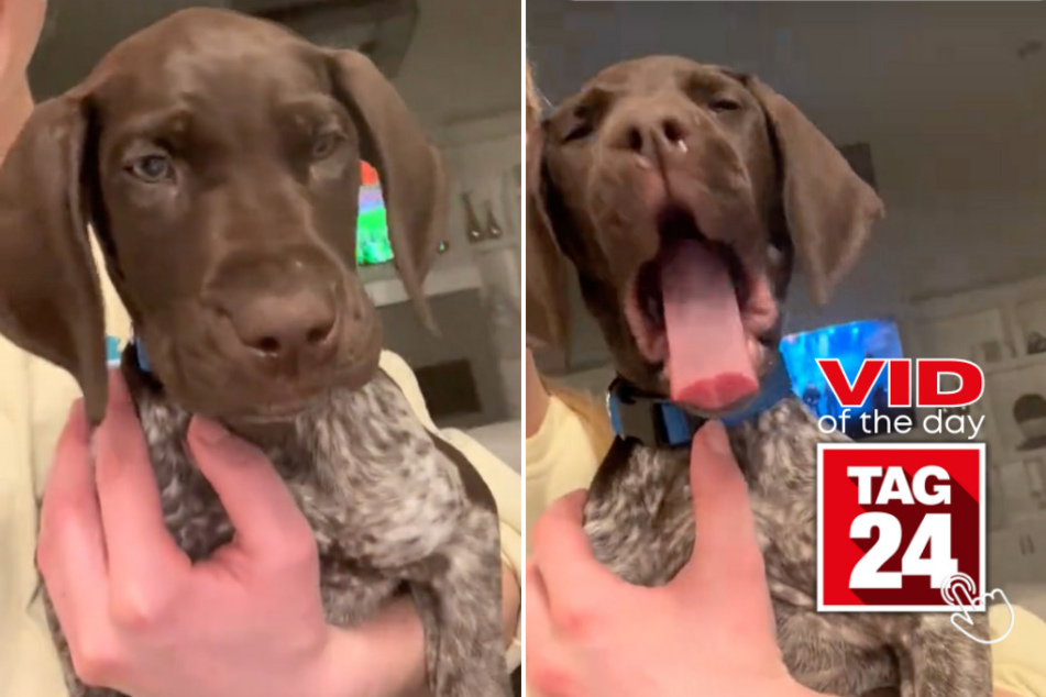 Viral Video of the Day for March 8, 2024: This puppy has the world's cutest yawn ever!