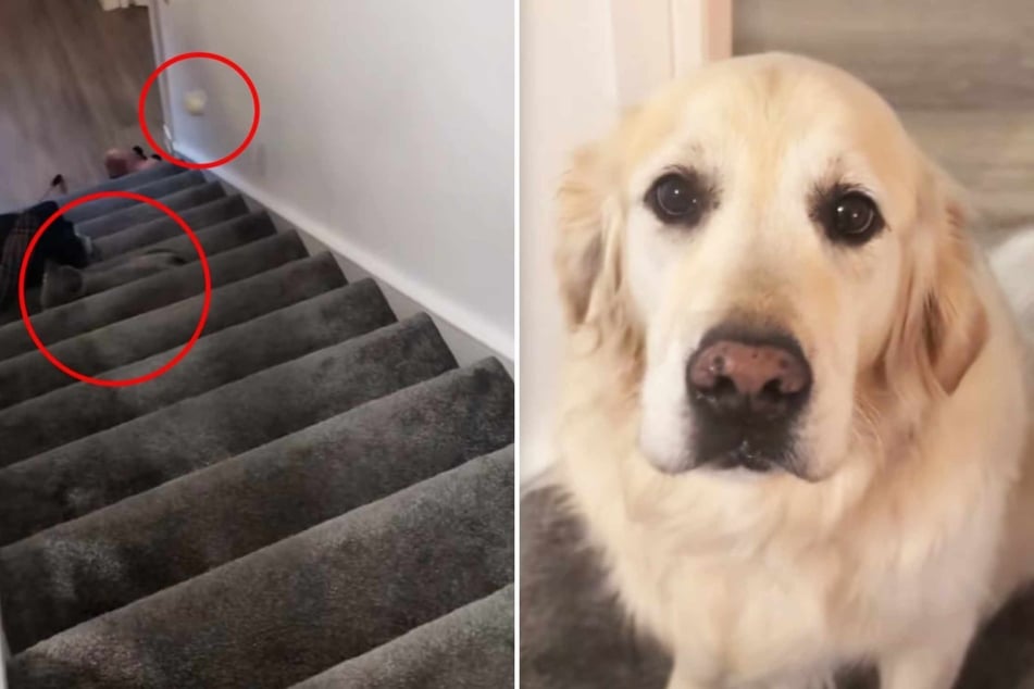 Dog plays innocent after adorable "murder plot" gone wrong: "Did you just try to kill Kevin?"