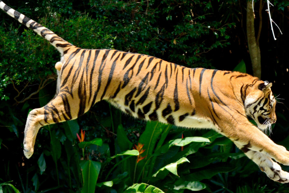 Video of Bengal tiger chasing man shocks internet