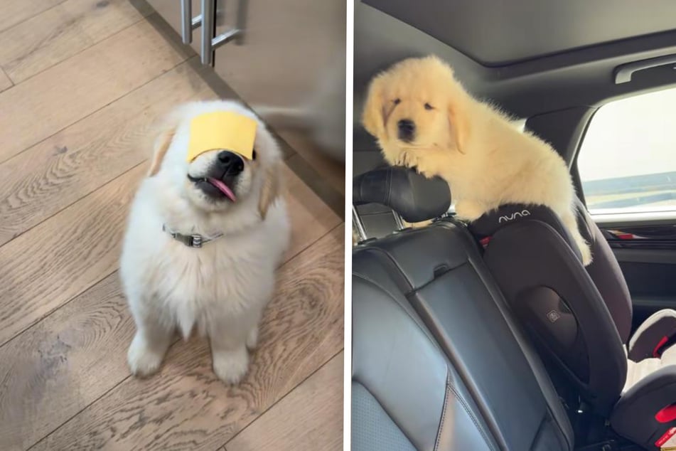 Clumsy little Hugo the dog never lets a tumble spoil his fun in life, as his owner hilariously documents!