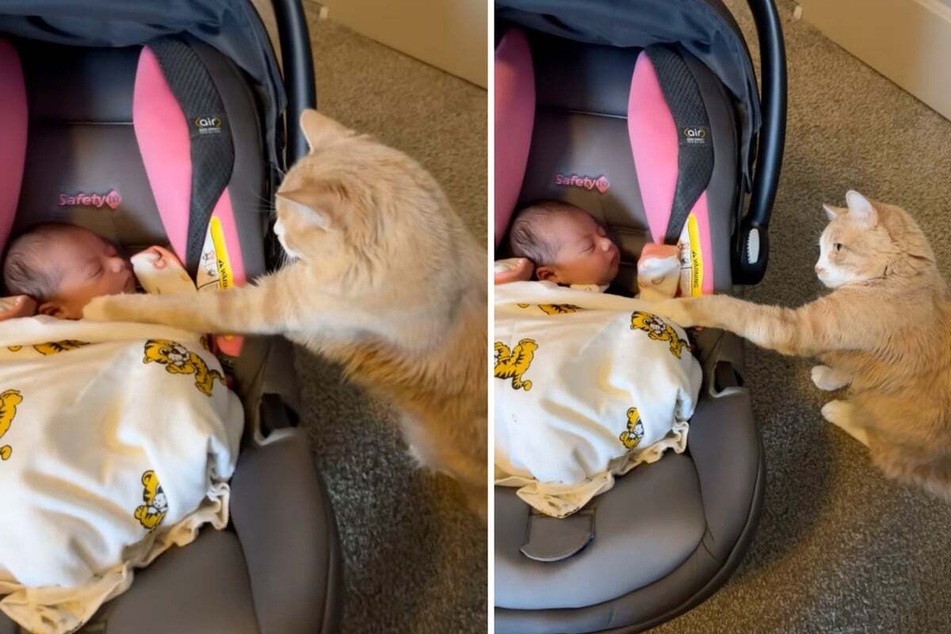 Sweet cat meets newborn sister for the first time – then the bitter reality breaks hearts