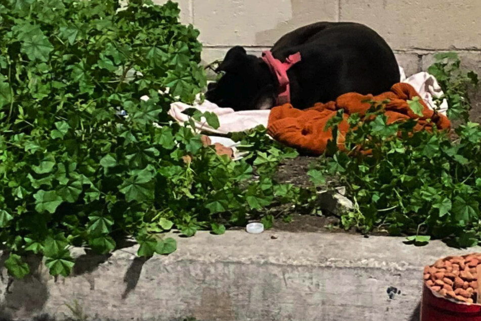 A dog was abandoned at a car wash, but what happens next will melt your heart!