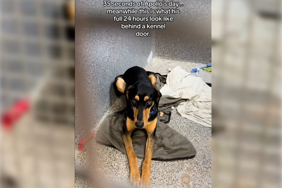 Shelter life doesn't sit well with this young dog.